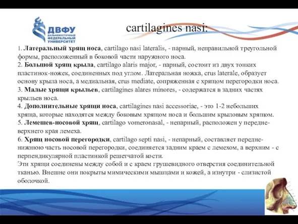 1. Латеральный хрящ носа, cartilago nasi lateralis, - парный, неправильной треугольной