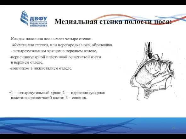 Медиальная стенка полости носа: Каждая половина носа имеет четыре стенки. Медиальная