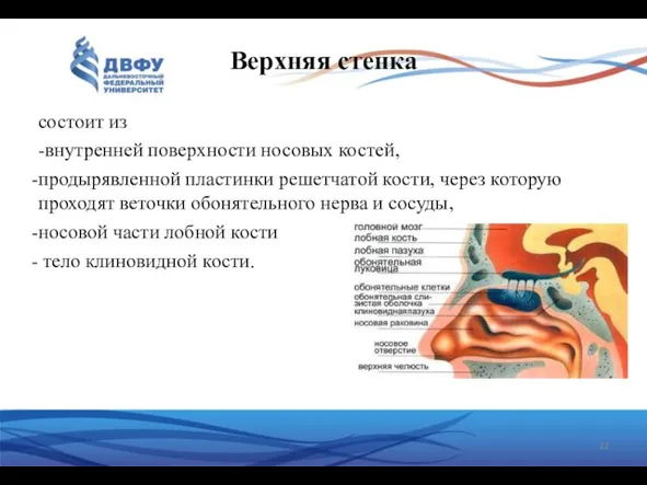 Верхняя стенка состоит из -внутренней поверхности носовых костей, продырявленной пластинки решетчатой