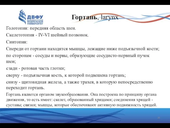 Голотопия: передняя область шеи. Скелетотопия - IV-VI шейный позвонок. Синтопия: Спереди