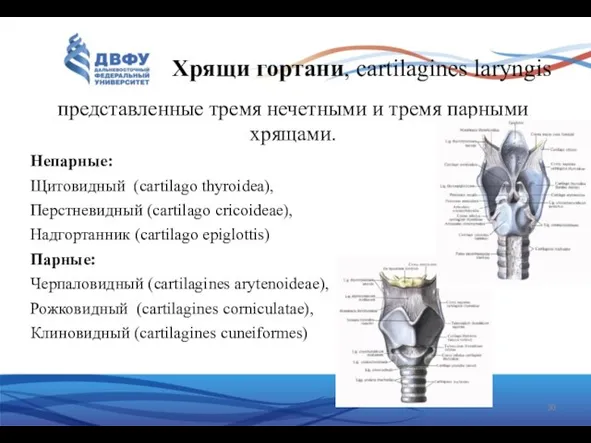 Хрящи гортани, cartilagines laryngis представленные тремя нечетными и тремя парными хрящами.