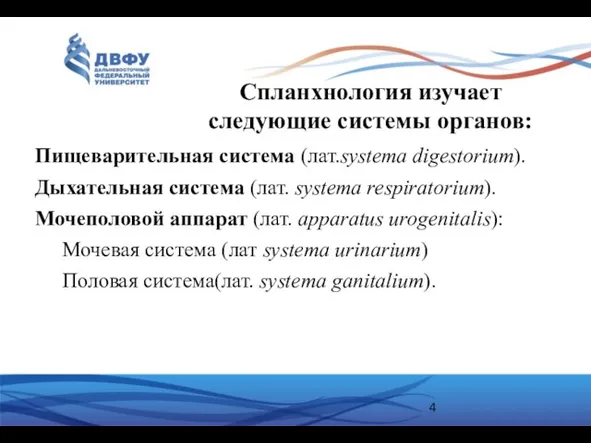 Спланхнология изучает следующие системы органов: Пищеварительная система (лат.systema digestorium). Дыхательная система