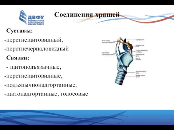 Соединения хрящей Суставы: перстнещитовидный, перстнечерпаловидный Связки: - щитоподъязычные, перстнещитовидные, подъязычнонадгортанные, щитонадгортанные, голосовые