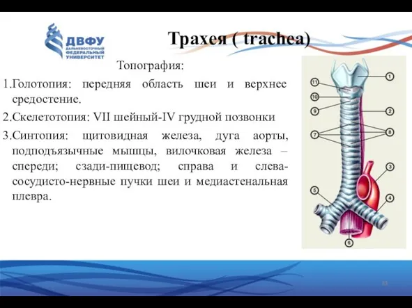 Трахея ( trachea) Топография: Голотопия: передняя область шеи и верхнее средостение.