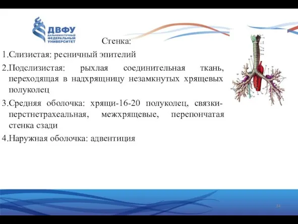 Стенка: Слизистая: ресничный эпителий Подслизистая: рыхлая соединительная ткань, переходящая в надхрящницу