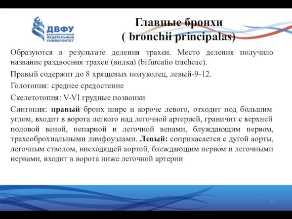 Главные бронхи ( bronchii principalas) Образуются в результате деления трахеи. Место