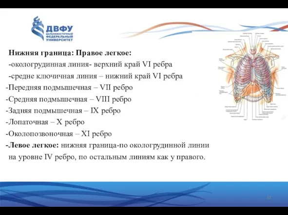 Нижняя граница: Правое легкое: -окологрудинная линия- верхний край VI ребра -средне