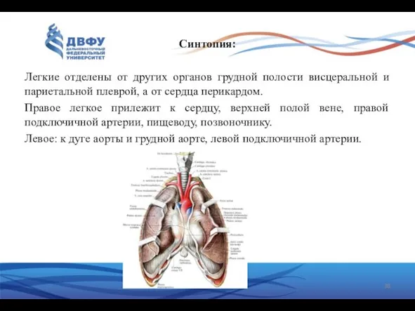 Синтопия: Легкие отделены от других органов грудной полости висцеральной и париетальной