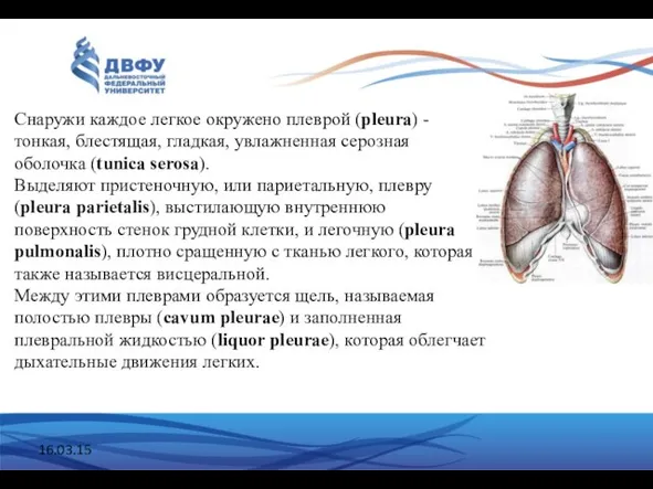 16.03.15 Снаружи каждое легкое окружено плеврой (pleura) - тонкая, блестящая, гладкая,