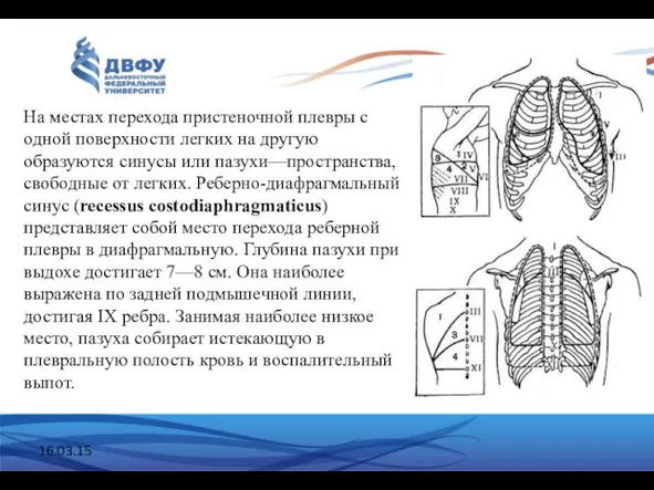 16.03.15 На местах перехода пристеночной плевры с одной поверхности легких на