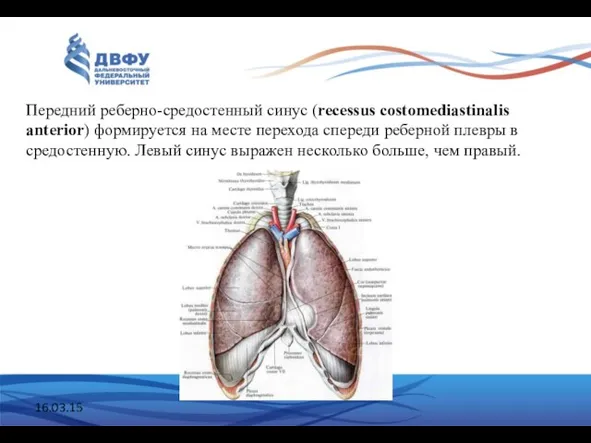 16.03.15 Передний реберно-средостенный синус (recessus costomediastinalis anterior) формируется на месте перехода