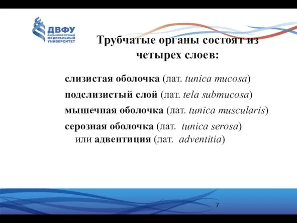 Трубчатые органы состоят из четырех слоев: слизистая оболочка (лат. tunica mucosa)