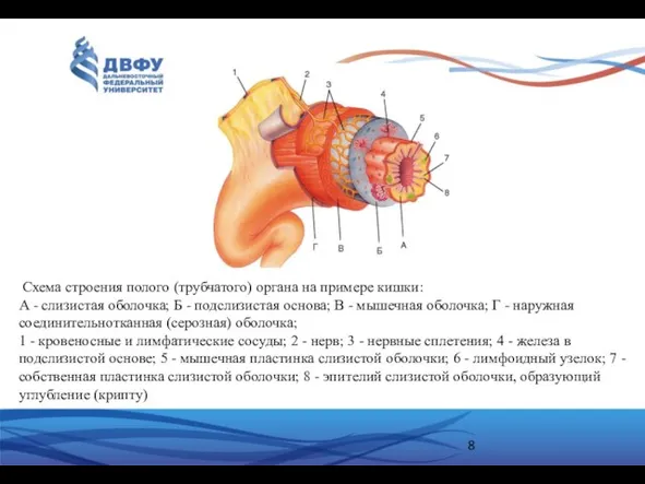 Схема строения полого (трубчатого) органа на примере кишки: А - слизистая