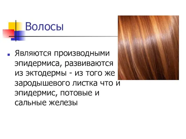 Волосы Являются производными эпидермиса, развиваются из эктодермы - из того же