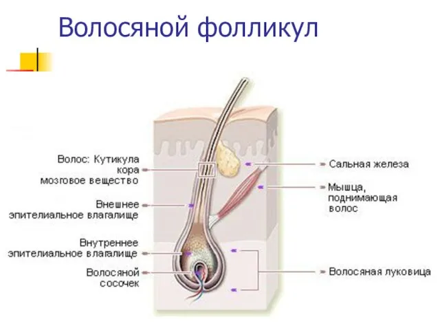 Волосяной фолликул