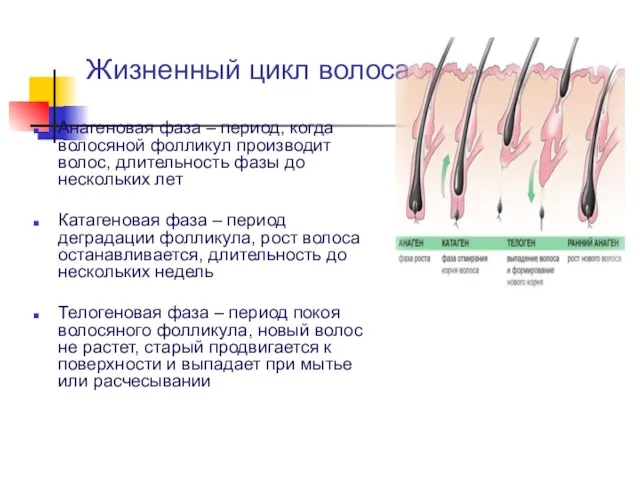 Жизненный цикл волоса Анагеновая фаза – период, когда волосяной фолликул производит