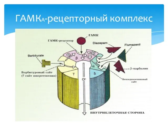 ГАМКА-рецепторный комплекс