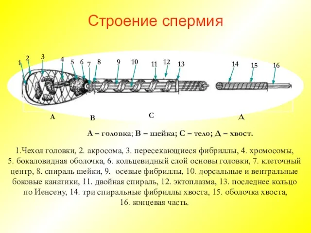 Строение спермия 1.Чехол головки, 2. акросома, 3. пересекающиеся фибриллы, 4. хромосомы,