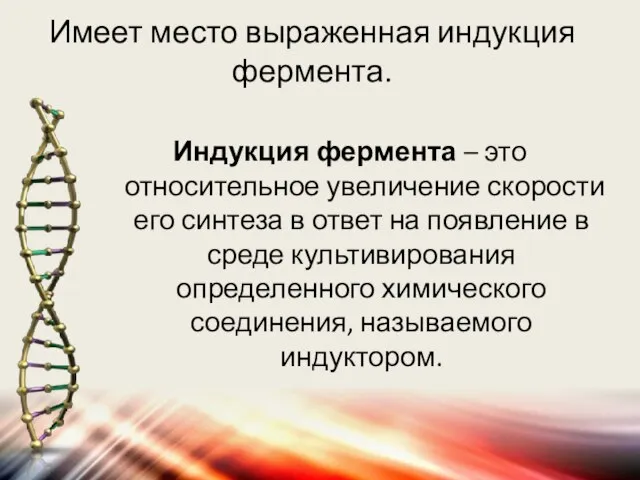 Имеет место выраженная индукция фермента. Индукция фермента – это относительное увеличение