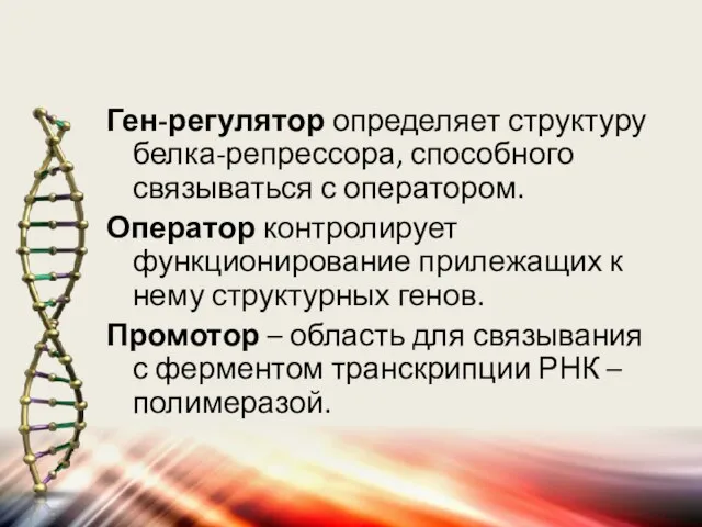 Ген-регулятор определяет структуру белка-репрессора, способного связываться с оператором. Оператор контролирует функционирование