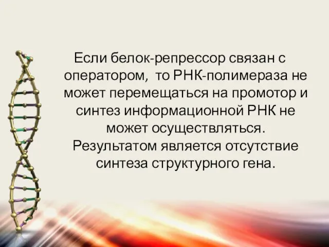 Если белок-репрессор связан с оператором, то РНК-полимераза не может перемещаться на