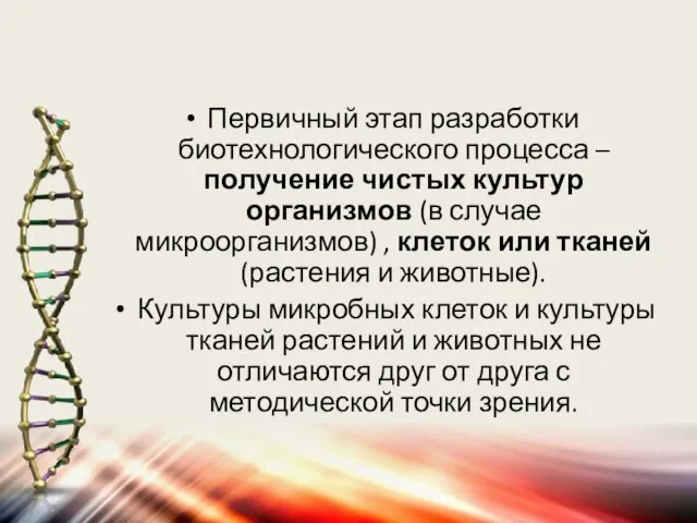 Первичный этап разработки биотехнологического процесса – получение чистых культур организмов (в