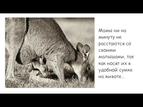 Мамы ни на минуту не расстаются со своими малышами, так как