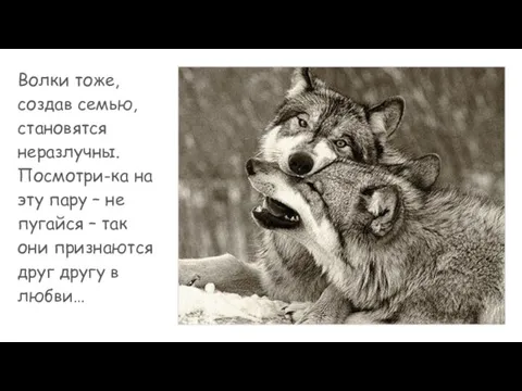 Волки тоже, создав семью, становятся неразлучны. Посмотри-ка на эту пару –