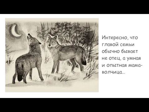 Интересно, что главой семьи обычно бывает не отец, а умная и опытная мама-волчица…