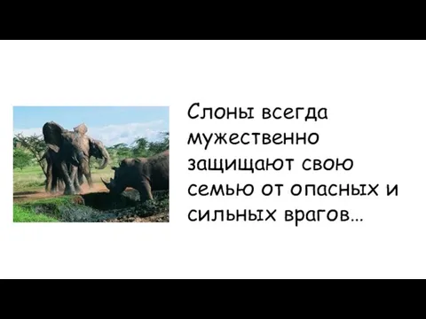 Слоны всегда мужественно защищают свою семью от опасных и сильных врагов…