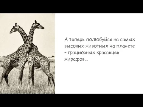 А теперь полюбуйся на самых высоких животных на планете – грациозных красавцев жирафов…