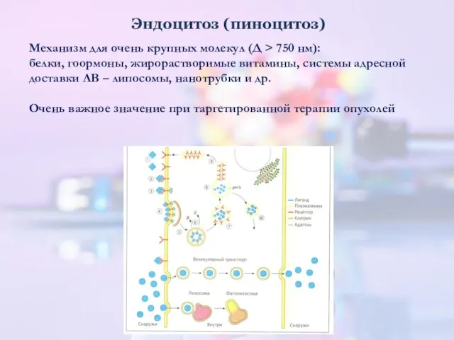 Эндоцитоз (пиноцитоз) Механизм для очень крупных молекул (Д > 750 нм):