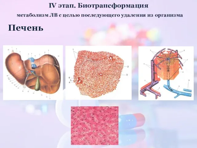 IV этап. Биотрансформация метаболизм ЛВ с целью последующего удаления из организма Печень