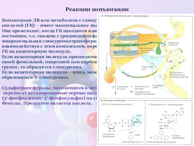 Реакции конъюгации Конъюгация ЛВ или метаболита с глюкуроновой кислотой (ГК) –
