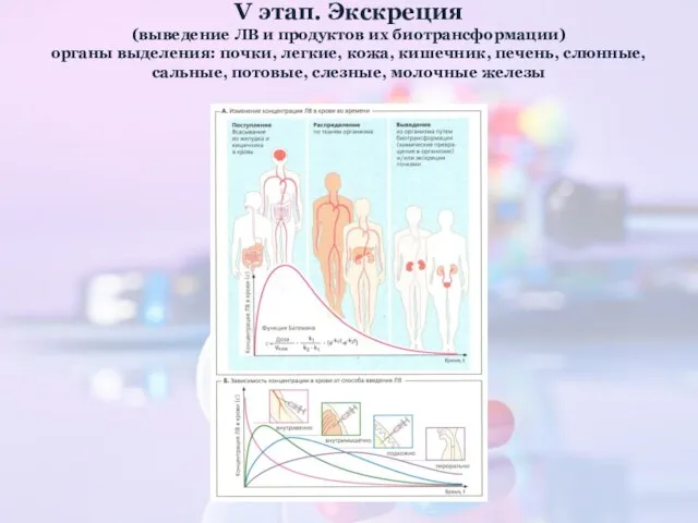 V этап. Экскреция (выведение ЛВ и продуктов их биотрансформации) органы выделения: