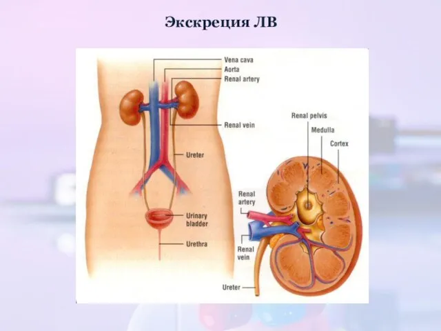 Экскреция ЛВ