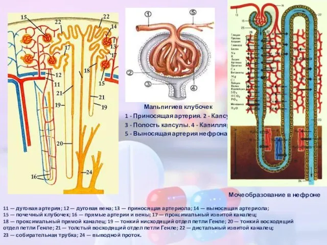 Мальпигиев клубочек 1 - Приносящая артерия. 2 - Капсула. 3 -