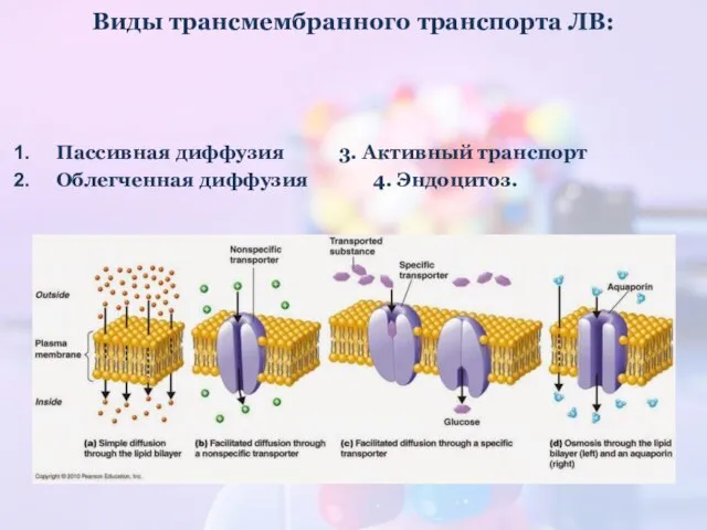 Виды трансмембранного транспорта ЛВ: Пассивная диффузия 3. Активный транспорт Облегченная диффузия 4. Эндоцитоз.