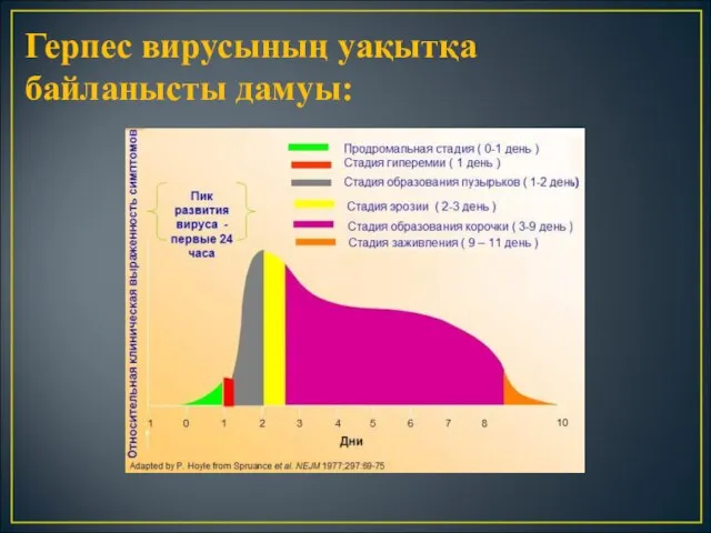 Герпес вирусының уақытқа байланысты дамуы: