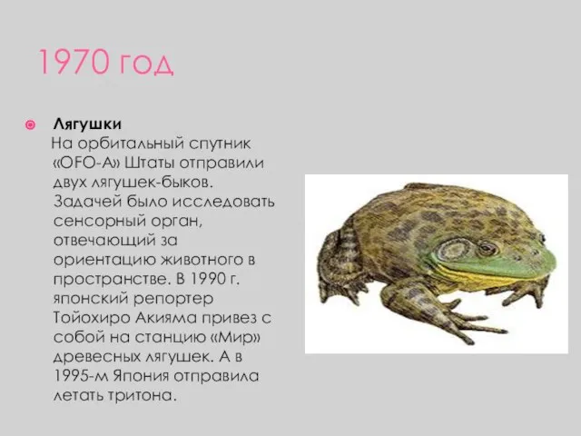 1970 год Лягушки На орбитальный спутник «OFO-A» Штаты отправили двух лягушек-быков.