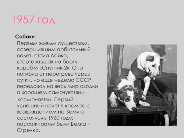 1957 год Собаки Первым живым существом, совершившим орбитальный полет, стала Лайка,