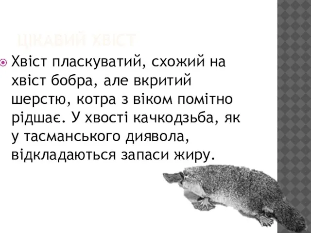 ЦІКАВИЙ ХВІСТ Хвіст пласкуватий, схожий на хвіст бобра, але вкритий шерстю,