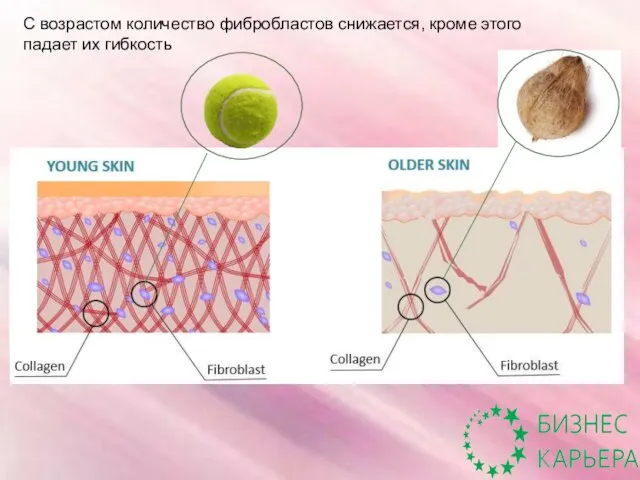 С возрастом количество фибробластов снижается, кроме этого падает их гибкость