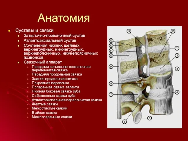 Суставы и связки Затылочно-позвоночный сустав Атлантоаксиальный сустав Сочленения нижних шейных, верхнегрудных,