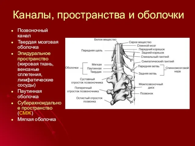 Позвоночный канал Твердая мозговая оболочка Эпидуральное пространство (жировая ткань, венозные сплетения,