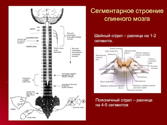 Сегментарное строение спинного мозга Шейный отдел – разница на 1-2 сегмента.