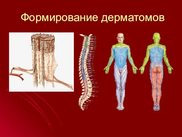 Формирование дерматомов