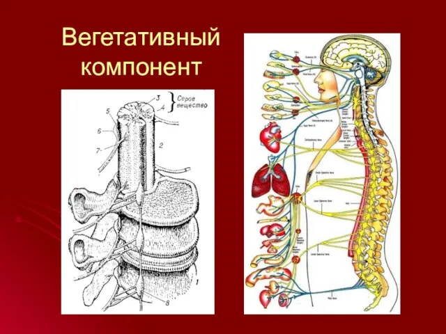 Вегетативный компонент