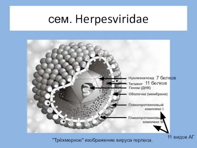 сем. Herpesviridae "Трёхмерное" изображение вируса герпеса. 11 видов АГ 7 белков 11 белков