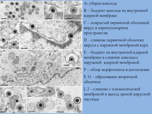 A- сборка капсида B – баддинг капсида на внутренней ядерной мембране